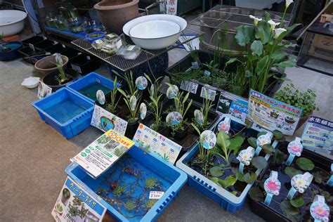 水生 植物 養魚